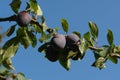The branch with large dark blue plums of the `Stanley` variety (European plum) Royalty Free Stock Photo