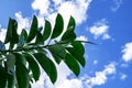 Branch with large oval waxy Ficus elastica leaves on a cloudy sky background outdoors. Natural floral background with exotic