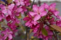 a branch with large pink flowers on a sapling of an apple tree in a nursery of ornamental plants in spring Royalty Free Stock Photo