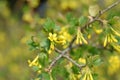 A branch of lavishly blooming golden currants Royalty Free Stock Photo