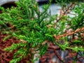 Branch and Leaf of the Dwarf Hinoki Cypress, chamaecyparis obtusa, Nana Gracilis