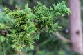 Branch and Leaf of the Dwarf Hinoki Cypress, chamaecyparis obtusa, Nana Gracilis Royalty Free Stock Photo