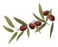 Branch with Leaf and Jojoba, Brown Berry Isolated
