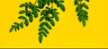 Branch with leaf on yellow blackground