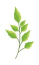 Branch with leafs nature icon