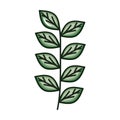 Branch with leafs plant ecology icon