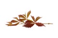 Branch with leaves Royalty Free Stock Photo