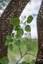 Branch with leaves of aspen. Populus tremula. Royalty Free Stock Photo