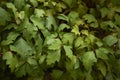 Cissus rhombifolia foliage