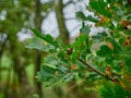 Branch with leaves in close-up