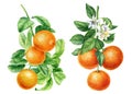 Branch with leaves, flowers, orange fruit isolated white background, watercolor citrus botanical painting illustration Royalty Free Stock Photo