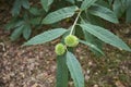 Castanea sativa tree Royalty Free Stock Photo