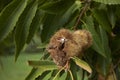 Castanea sativa tree Royalty Free Stock Photo