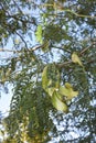 Fruit close up of Gleditsia triacanthos tree Royalty Free Stock Photo