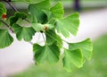 Branch with leaves of Ginkgo biloba tree Royalty Free Stock Photo