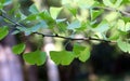 Branch with leaves of Ginkgo biloba tree Royalty Free Stock Photo
