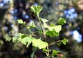 Branch with leaves of Ginkgo biloba tree Royalty Free Stock Photo
