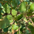 Branch with leaves of Kermes Oak also known as Quercus coccifera. It is native to the Mediterranean region