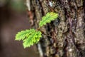 branch and leaves of oak tree Royalty Free Stock Photo