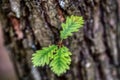 branch and leaves of oak tree Royalty Free Stock Photo