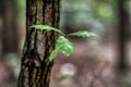 branch and leaves of oak tree Royalty Free Stock Photo