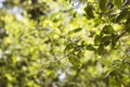 Branch with leaves of the plant euonymus