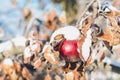 Branch with leaves and red apple covered with hoarfrost and snow on a sunny winter day