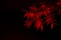 Branch with leaves in red light background
