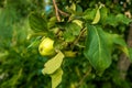 A branch with leaves and ripe apples is illuminated by the sun's rays.