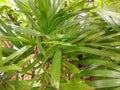 Branch and leaves saw palmetto as a background, Abstract leaves texture