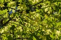 Branch with leaves shine on sun Royalty Free Stock Photo