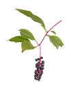 Branch with leaves and fruit of pokeweed isolated on white