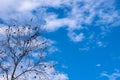 Branch and leaves of tree silhouette on blue sky background