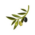 Branch with leaves, two green and one black olive. Food icon. Flat vector element for label of oil bottle Royalty Free Stock Photo
