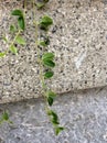 Branch with leaves on the wall