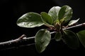 a branch with leaves and water droplets on it Royalty Free Stock Photo