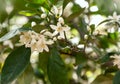 Branch with leaves and white lemon flowers