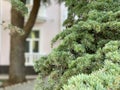 A branch of a Lebanese cedar