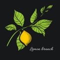 Branch of lemon tree. Botanical contour drawing. Vector