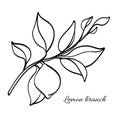 Branch of lemon tree with leaves and natural fruit. Vector illustration