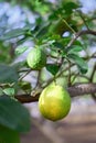 Branch of a lemon tree with one big ripening lemon and one green lemon. Royalty Free Stock Photo