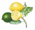 Branch of Lemons