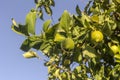 Branch with lemons close-up Royalty Free Stock Photo