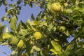 Branch with lemons close-up Royalty Free Stock Photo