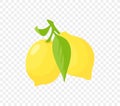 Branch with lemons hanging on it illustration. Whole fresh lemon with leaves graphic Royalty Free Stock Photo