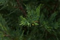 A branch of a Leyland Cypress close up.