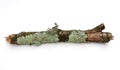 Branch with Lichen