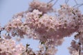 Branch of light pink cherry tree (sakura) in full bloom close-up Royalty Free Stock Photo