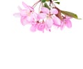 Branch with light pink flowers of decorative Apple tree Japanese flowering crabapple isolated on white background
