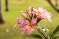 Branch of light pink Frangipani flowers. Blossom Plumeria flowers on natural blurred background. Flower background for decoration Royalty Free Stock Photo